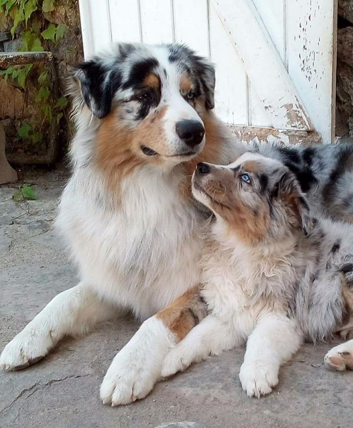 La vie des chiots à l'elevage