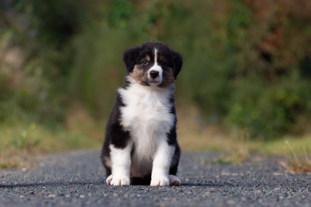Des Gardiens De Faillinn - Berger Australien - Portée née le 25/07/2021